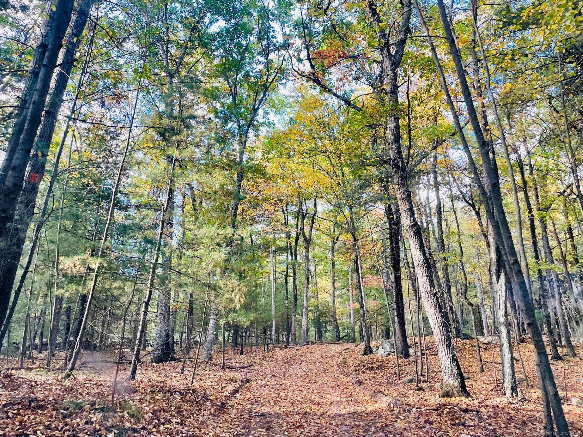 a backyard of a house with lots of trees