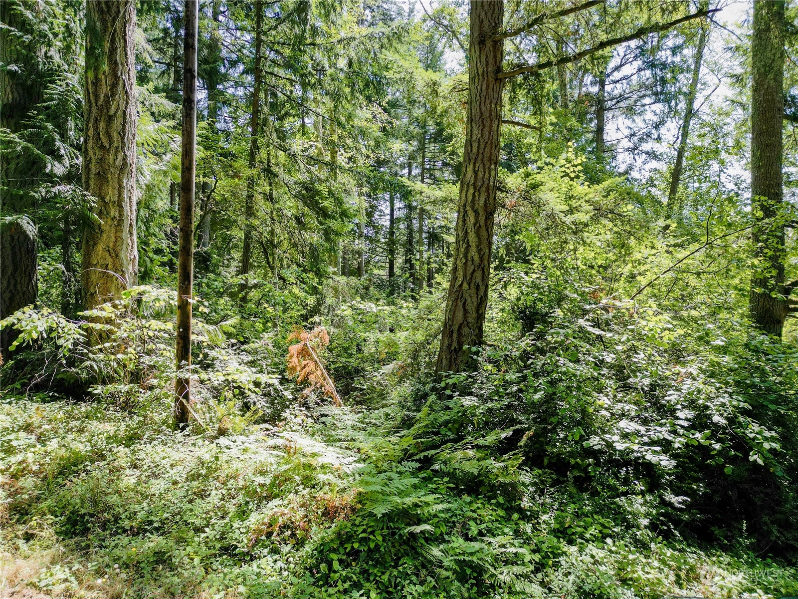 a view of a forest