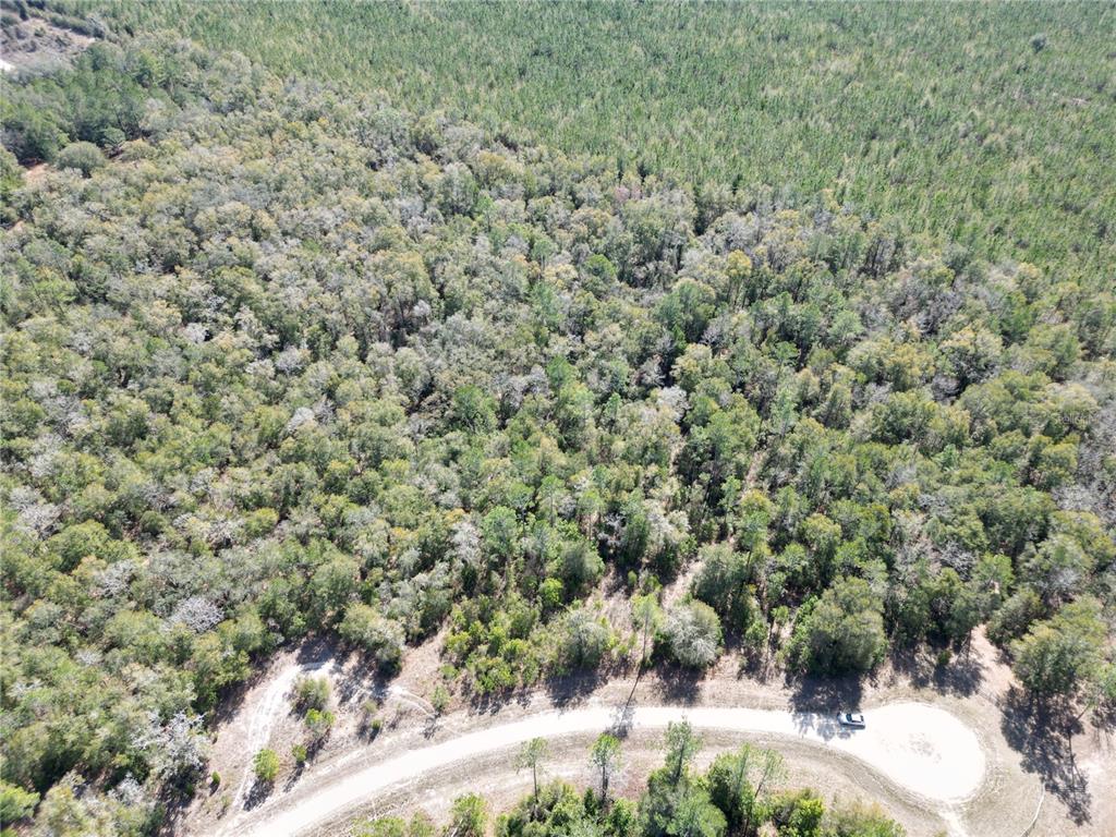 a view of a forest with a yard