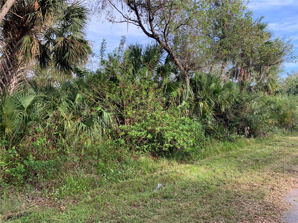 a view of a lush green space