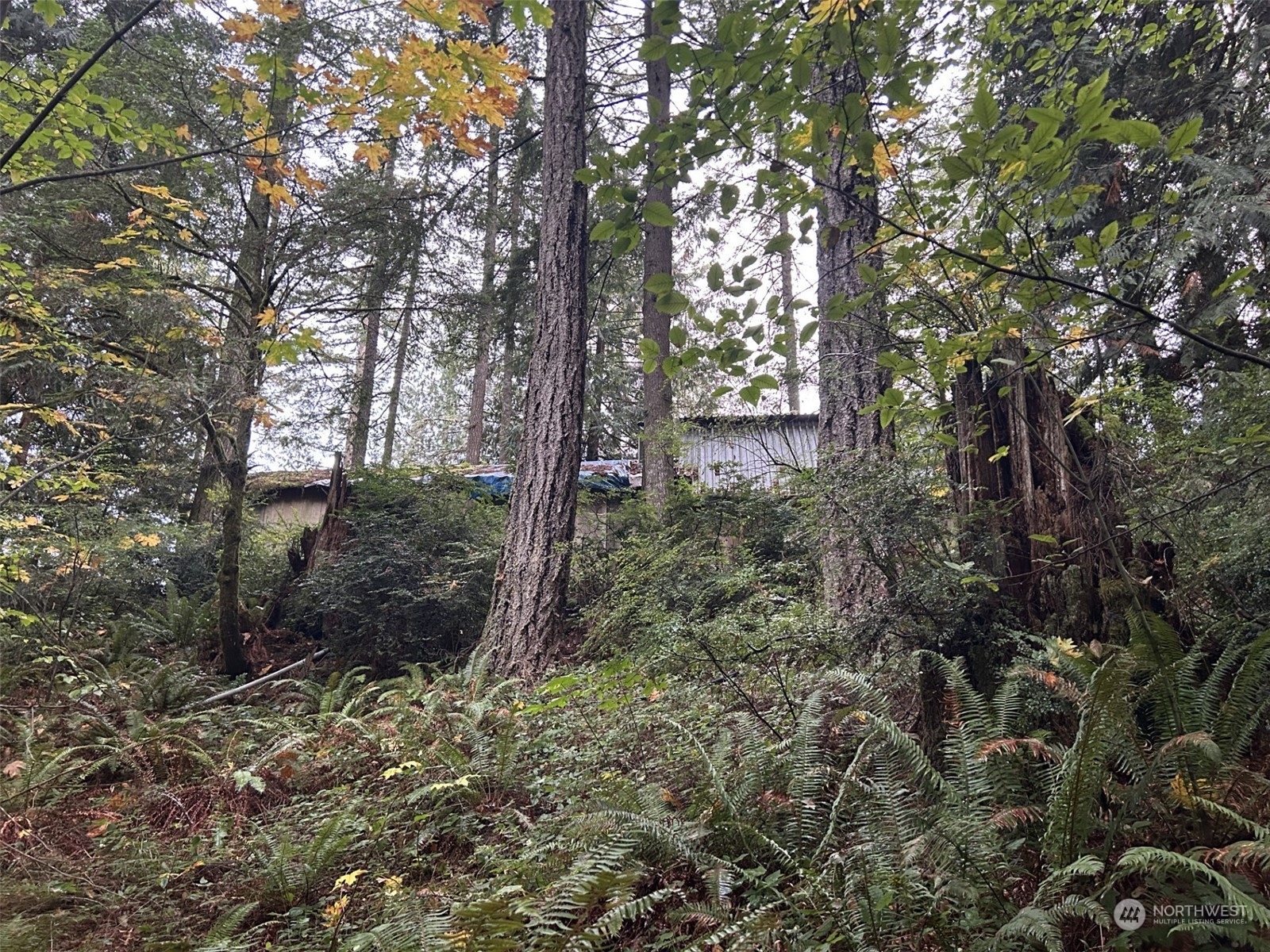 a view of a forest filled with trees