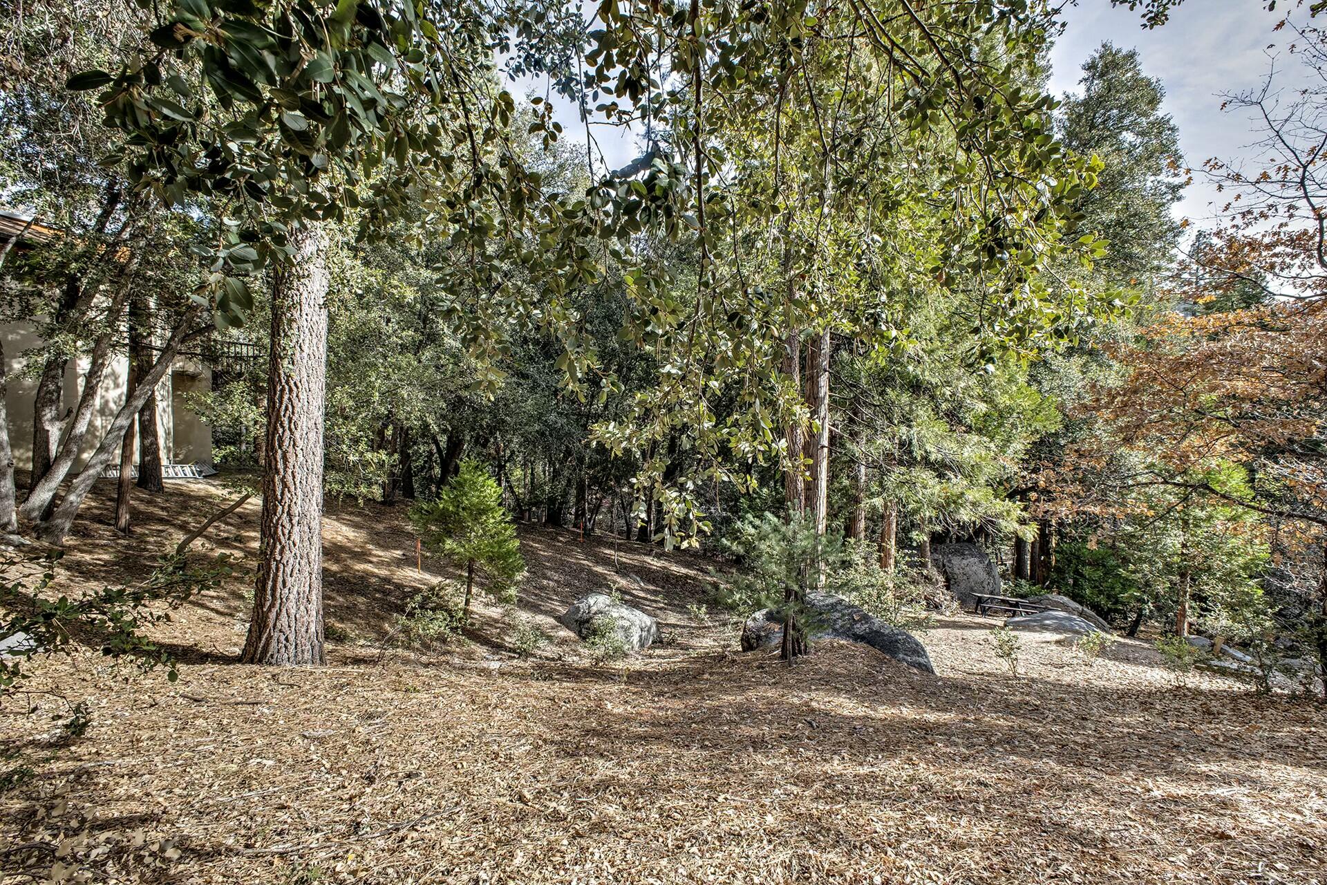 a view of a forest with trees