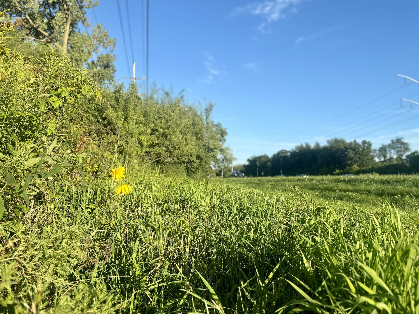 a view of a garden