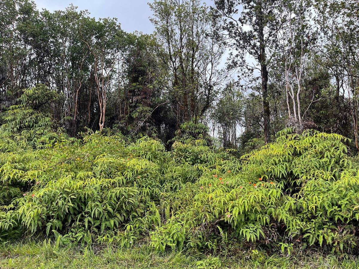 a view of a garden