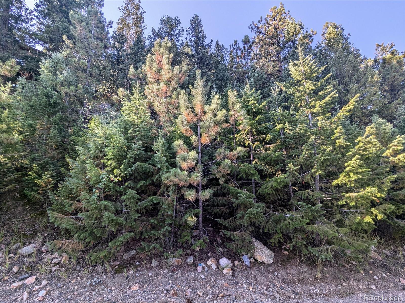 a view of a forest with a tree