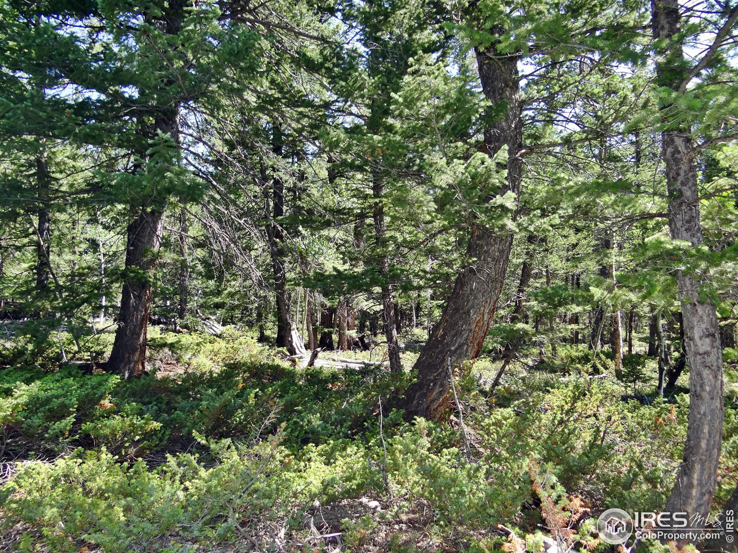 a view of a lush green forest