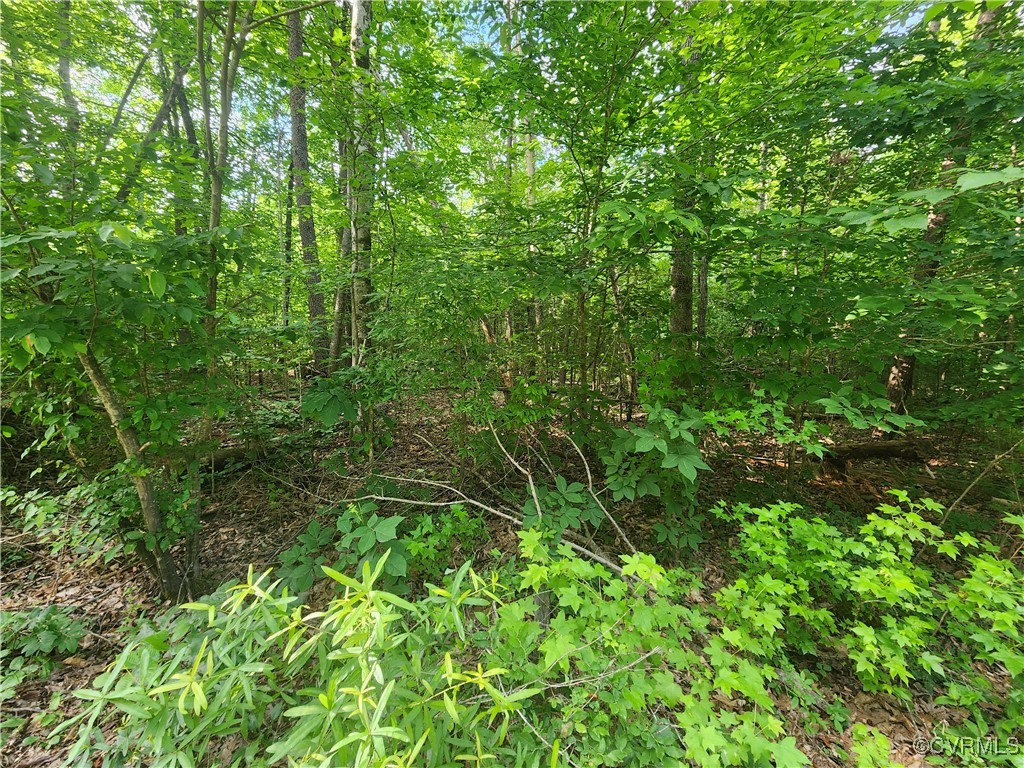 a view of a lush green forest