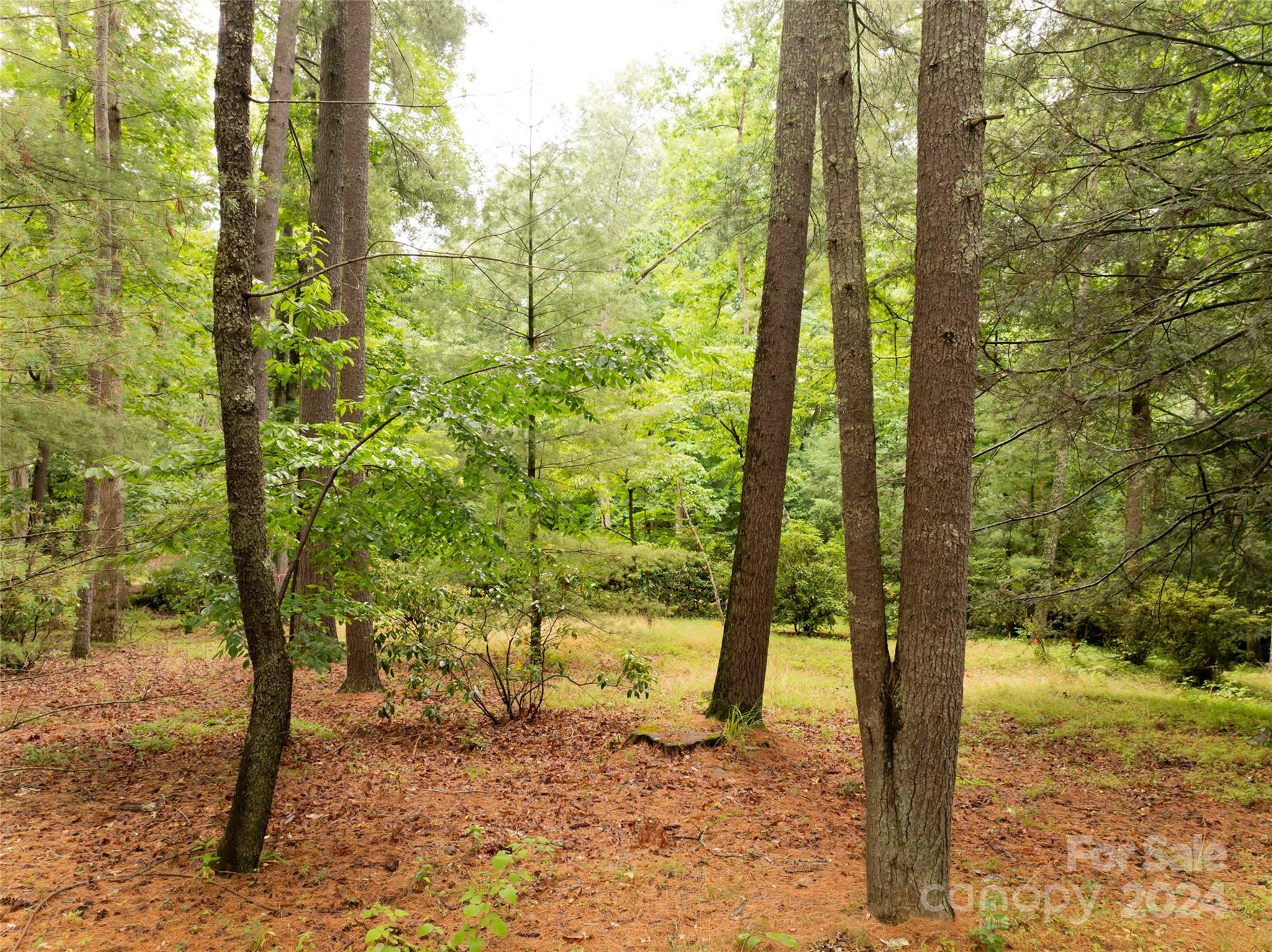 a view of a yard with plants and trees