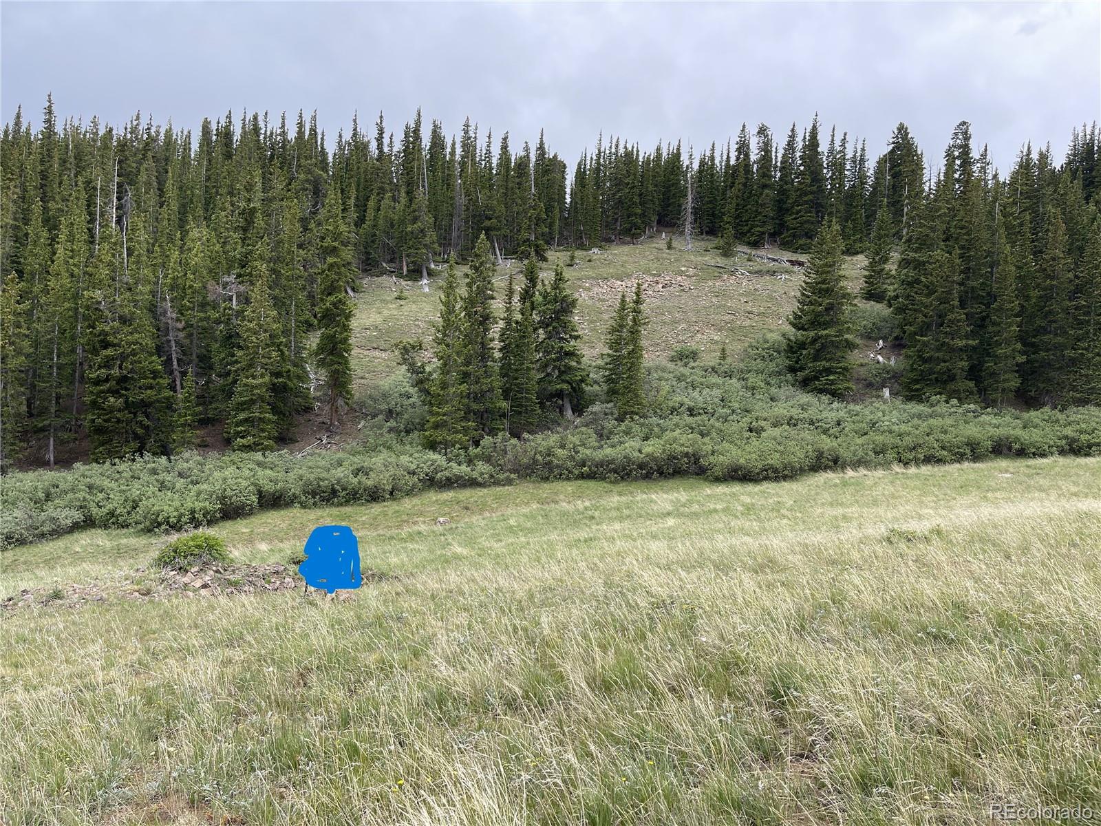 a view of a trees in a field