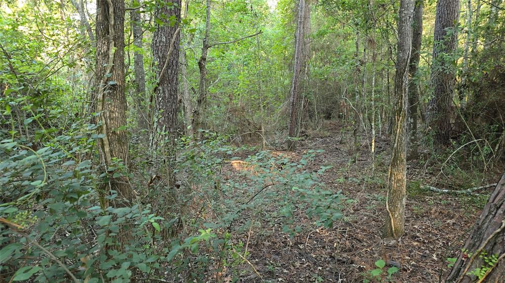 a view of a forest with trees and bushes