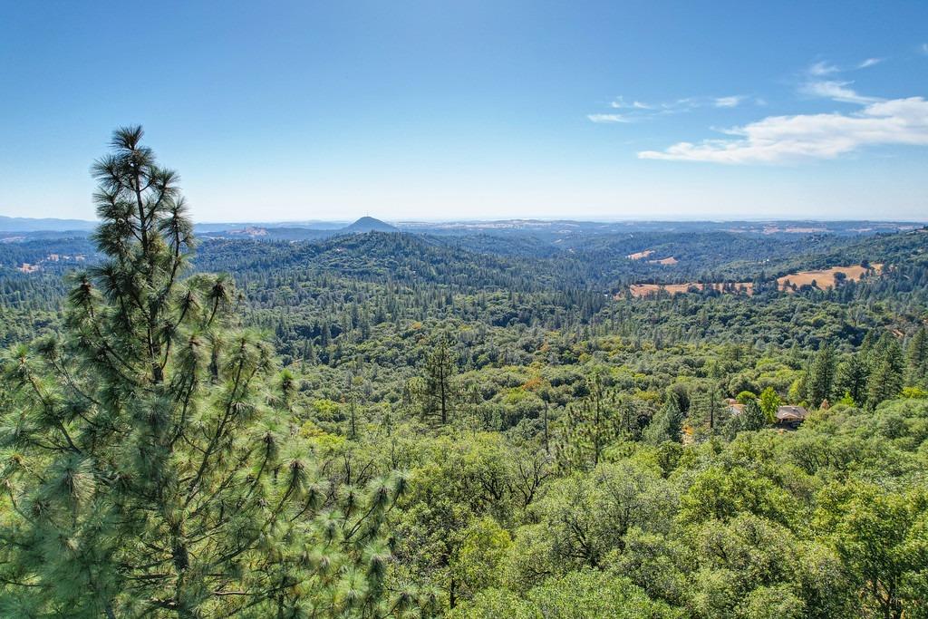 a view of a lush green forest with a mountain