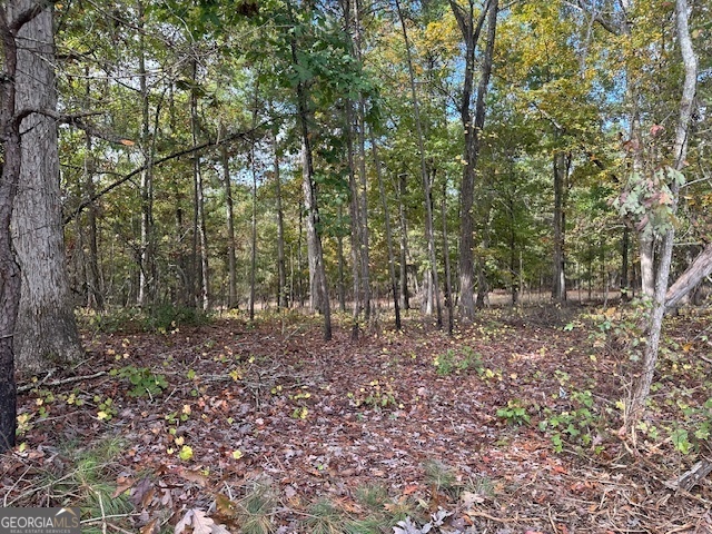 a view of a forest that has large trees