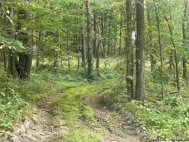 a view of a forest with a tree