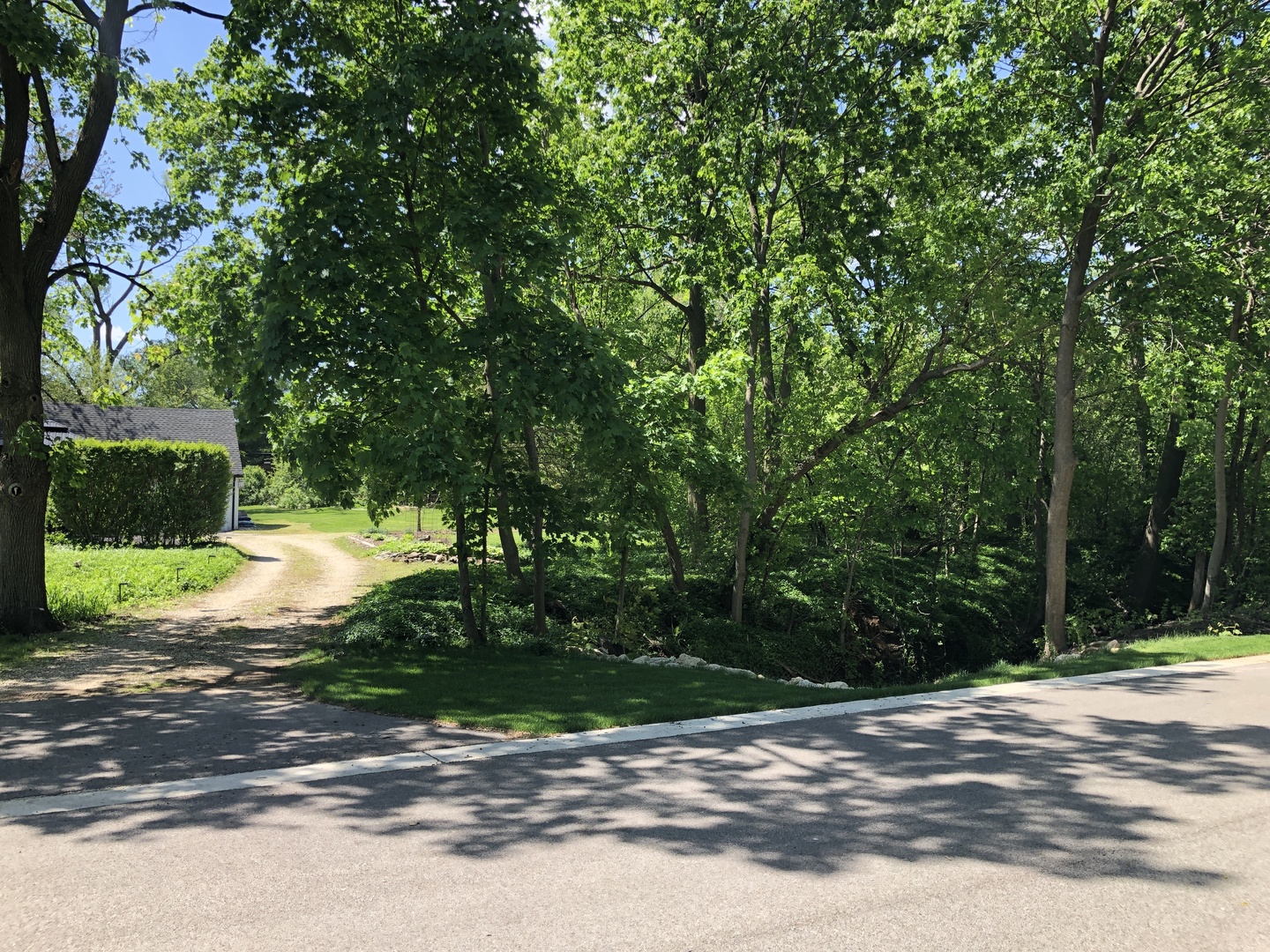 a view of a yard with plants and large trees