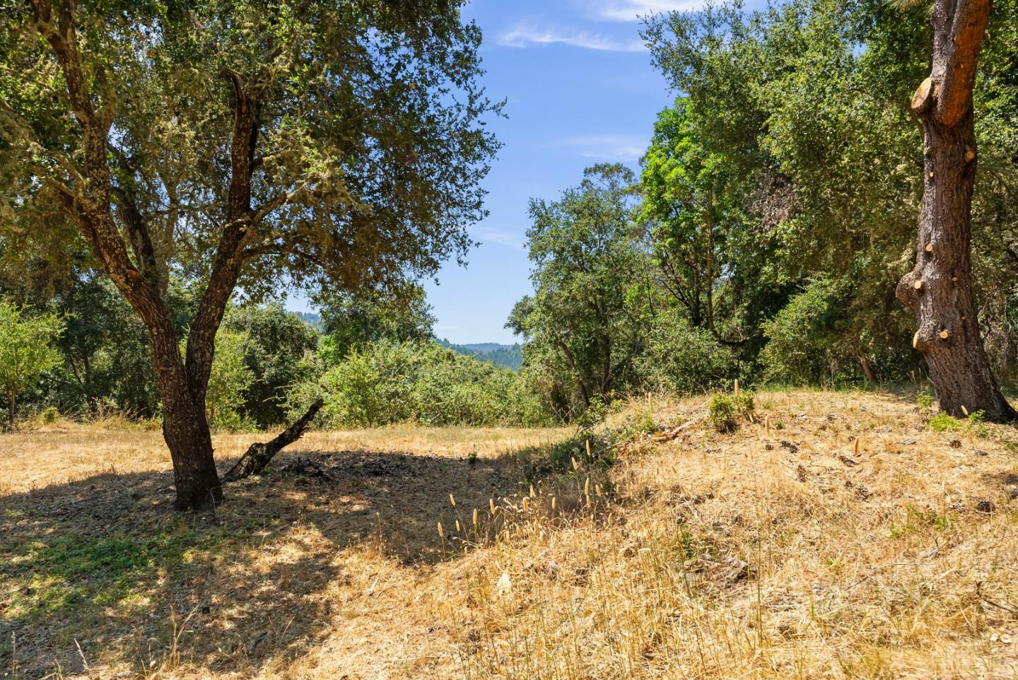 a view of a yard with a tree