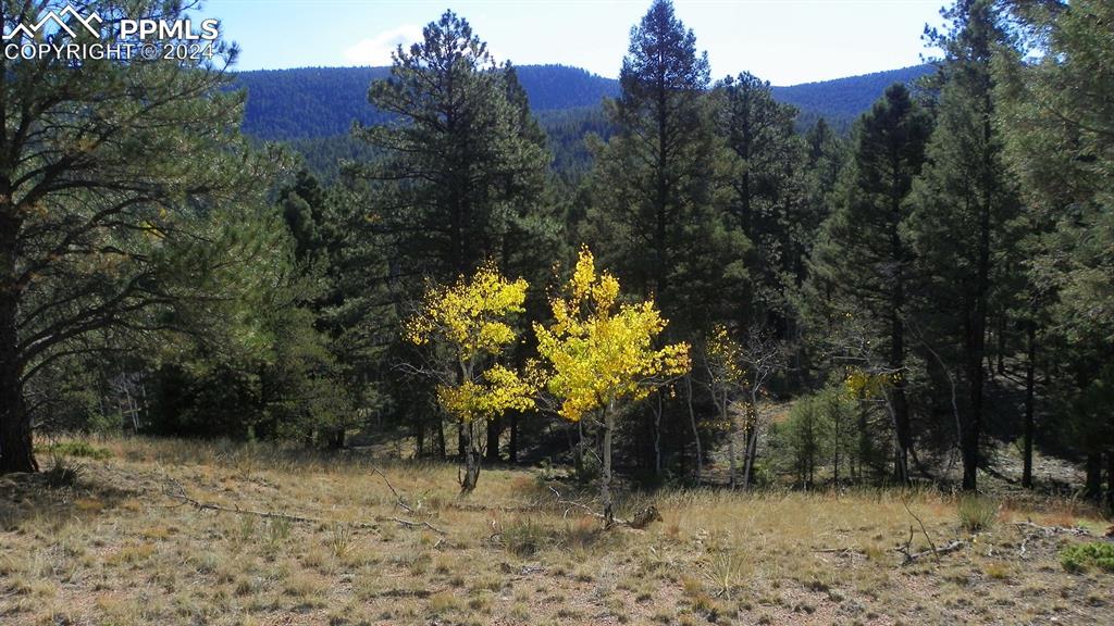 a view of a bunch of trees