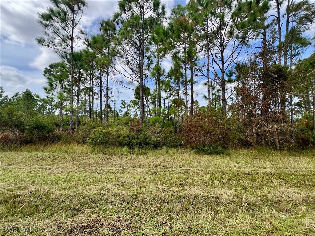 a view of a yard