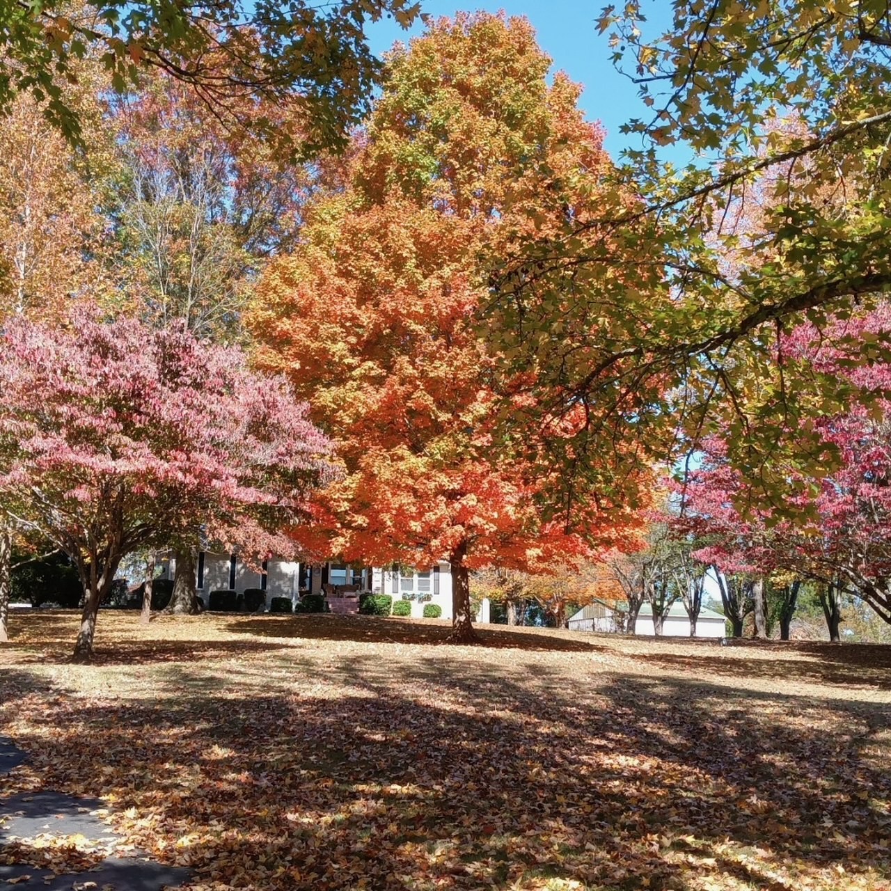 So pretty in the fall - Beautiful colors - Scattered trees!