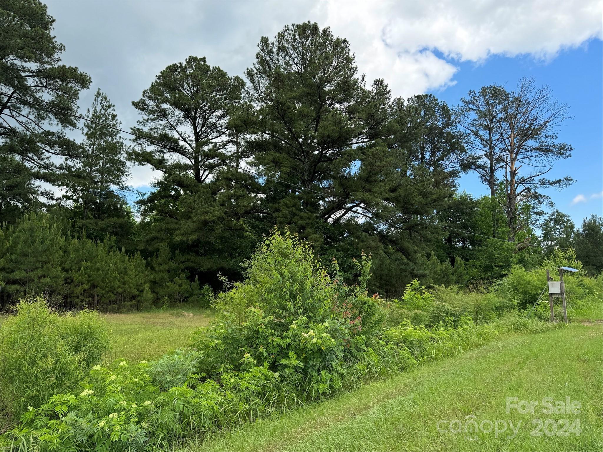 a view of a lush green forest with lawn chairs