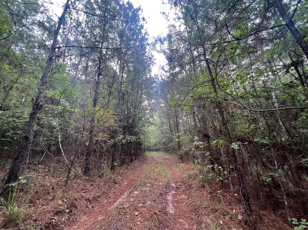 a view of a forest with lots of trees