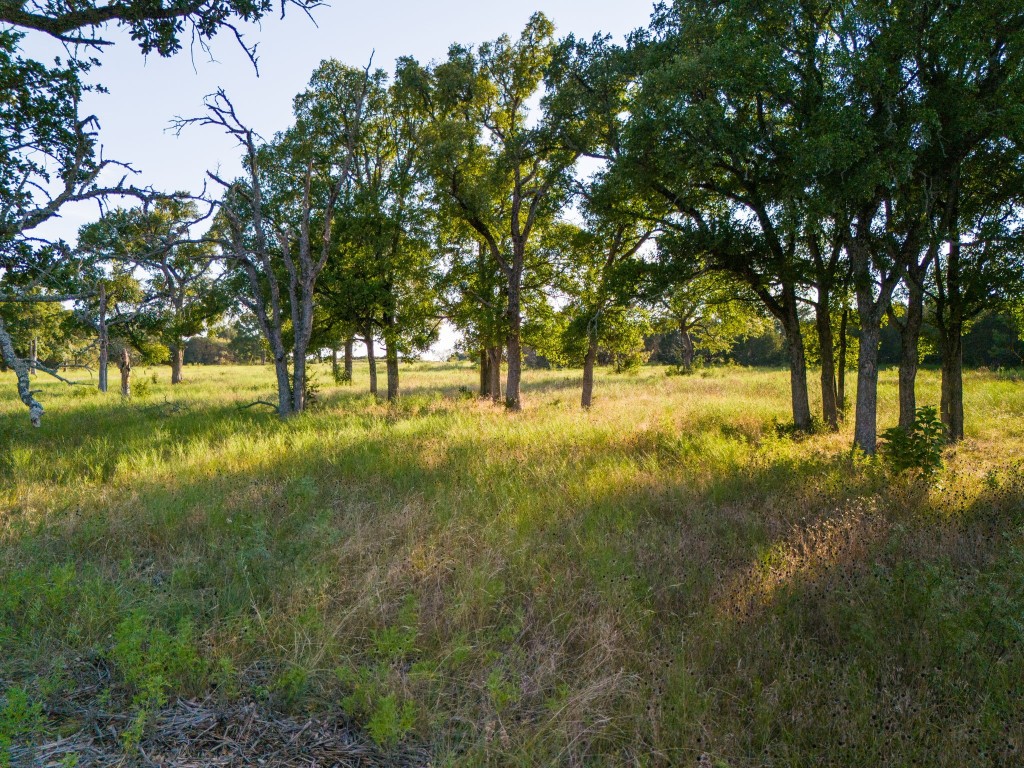 a view of yard with green space and trees all around