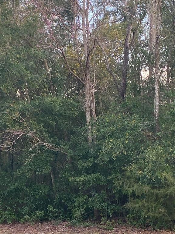 a view of a forest with trees in the background