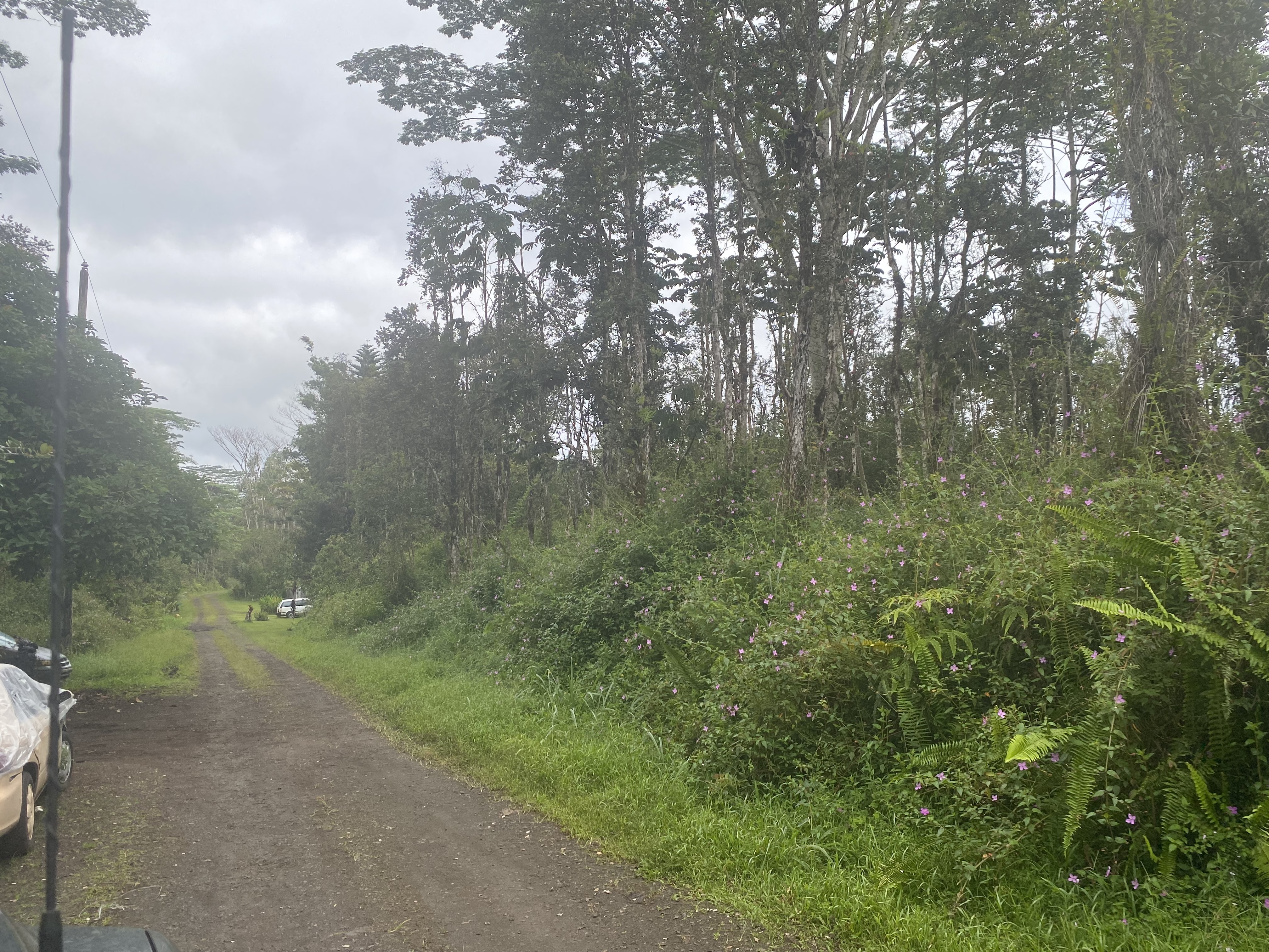 a view of a field with trees