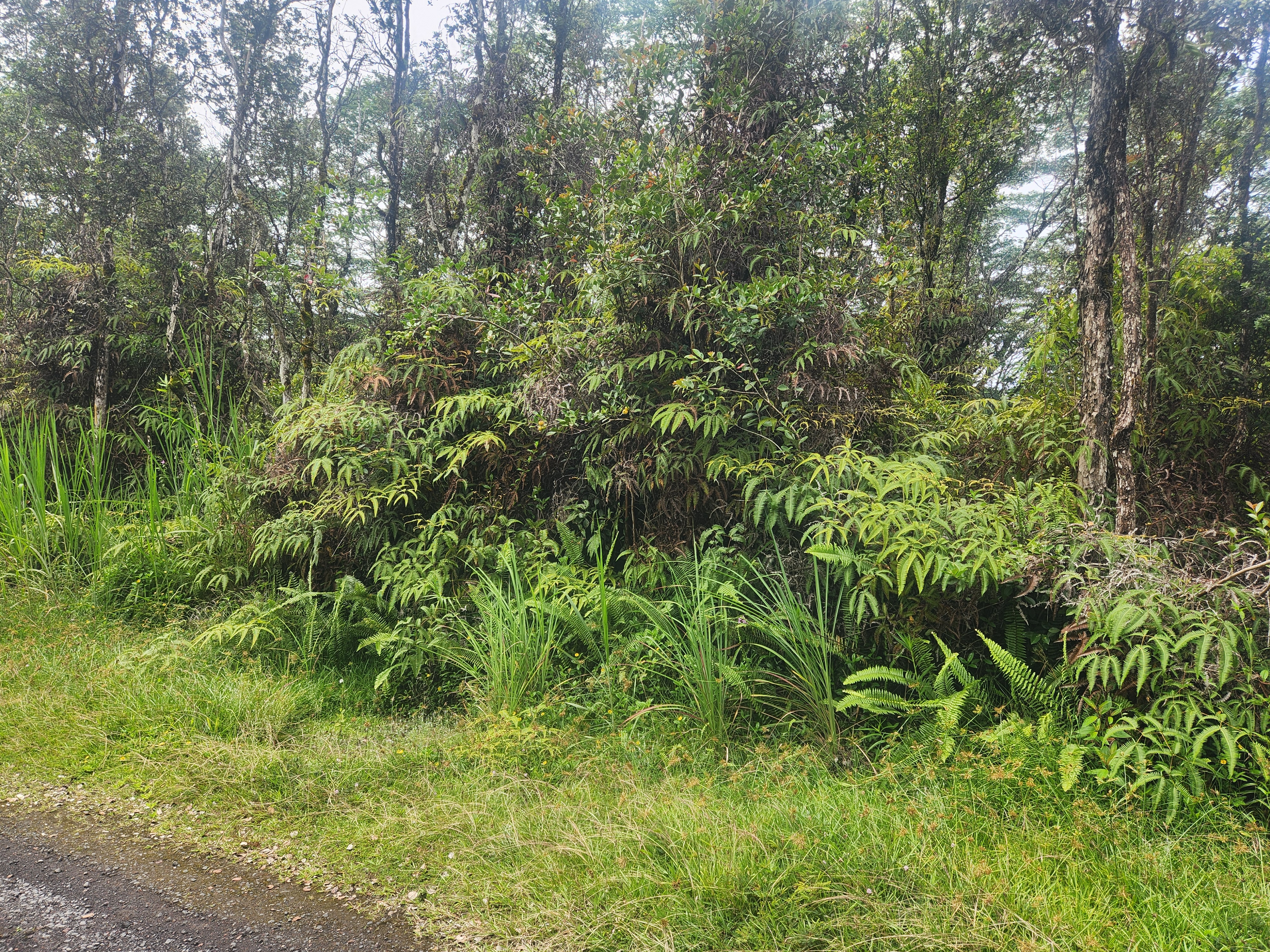 a view of a lush green forest