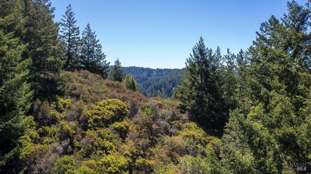 a view of a forest with a tree in the background