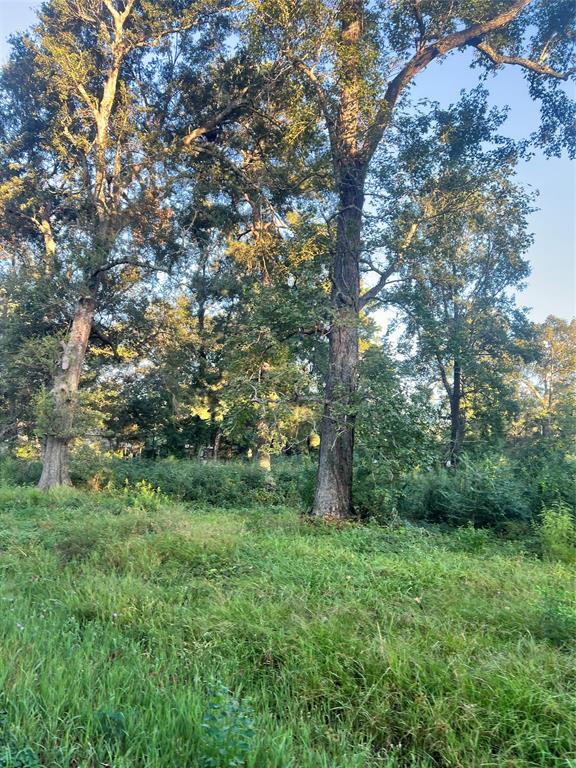 a big yard with lots of green space and deers