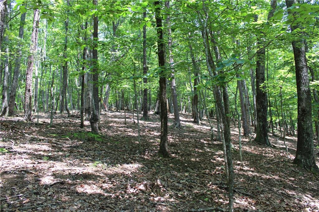 a view of outdoor space with lots of trees