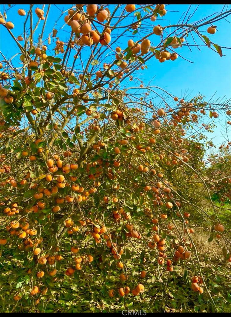 a view of a tree