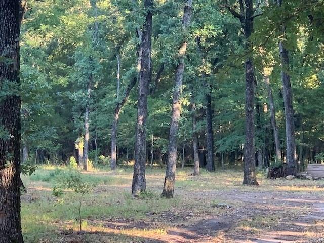 a view of a forest