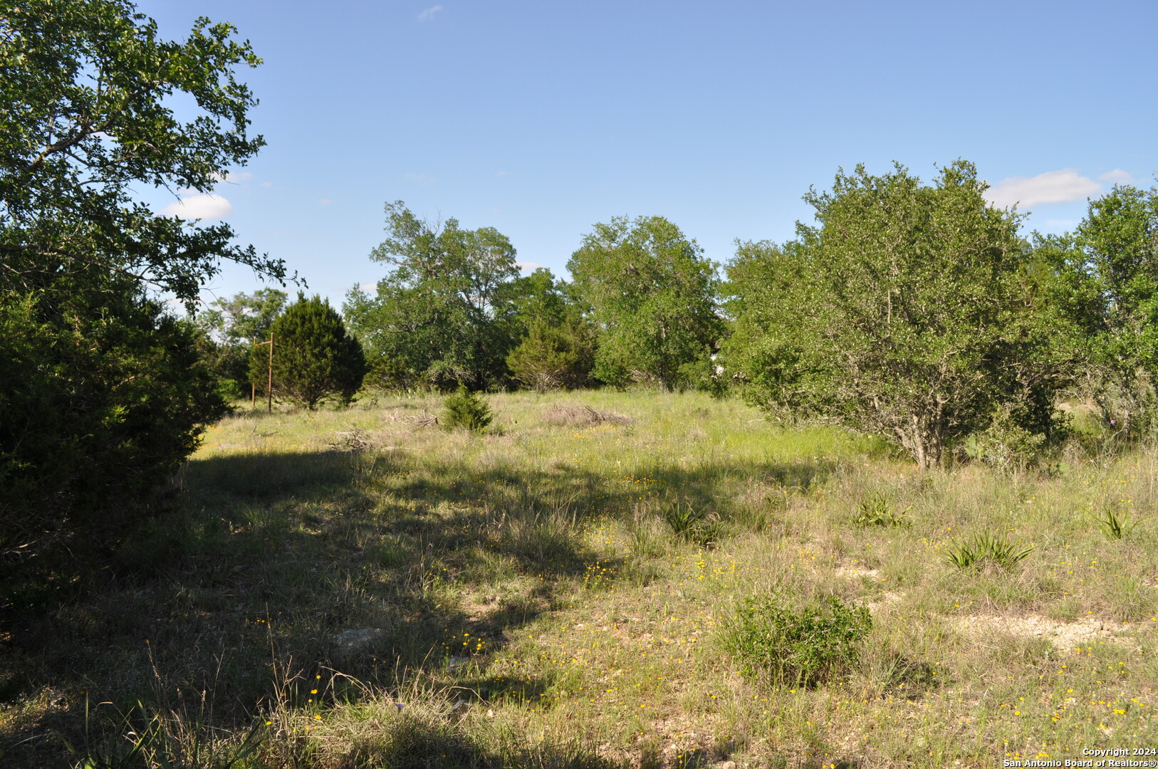 a view of a yard with a tree