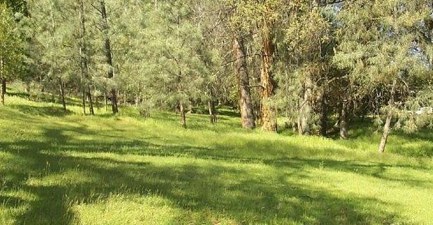 a view of field with trees