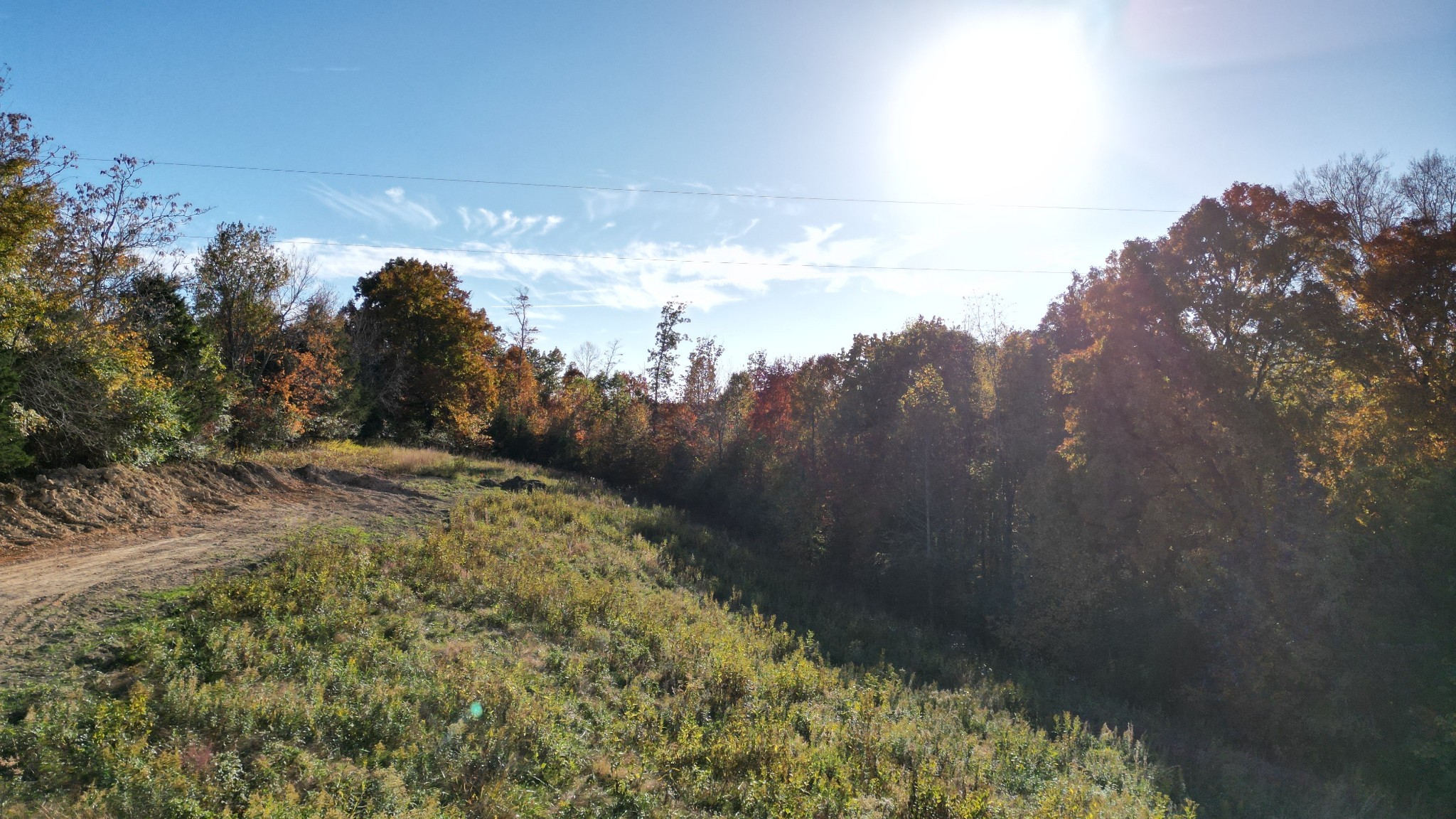 a view of a bunch of trees and bushes