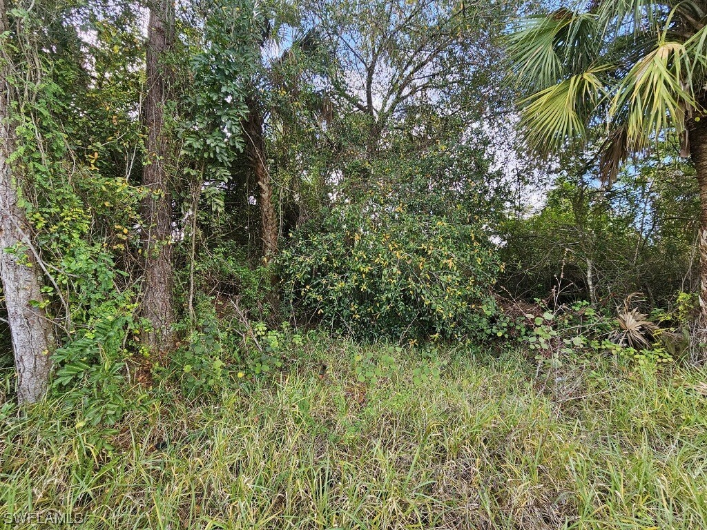 a view of a lush green forest