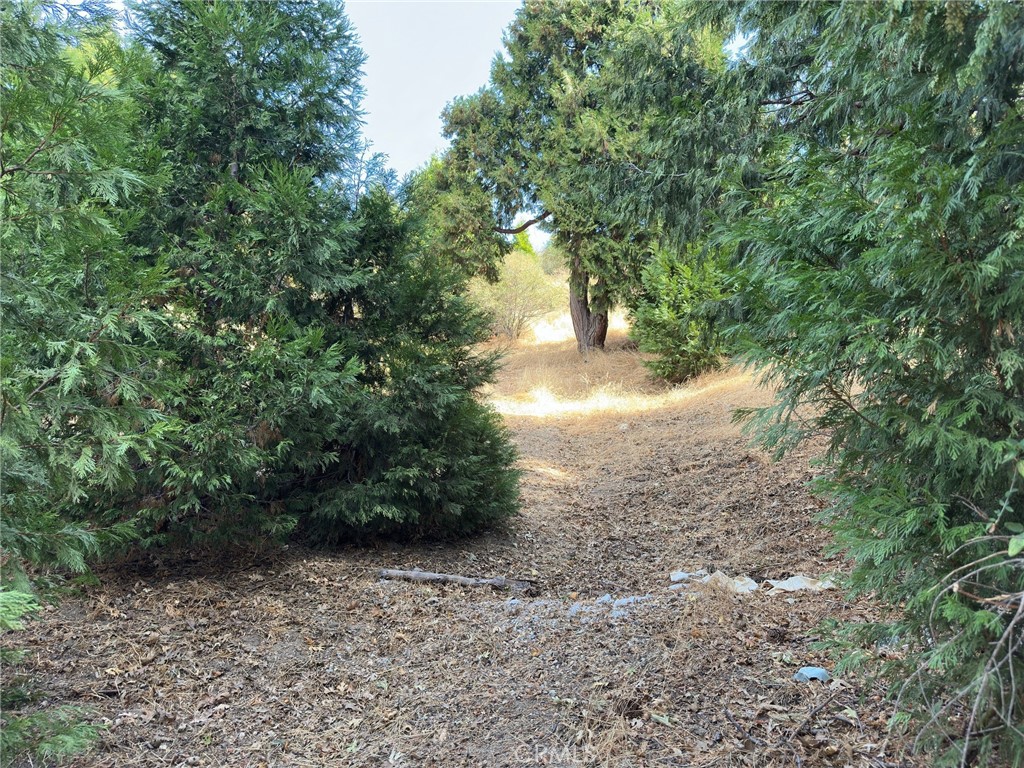 a view of a yard with plants and large trees