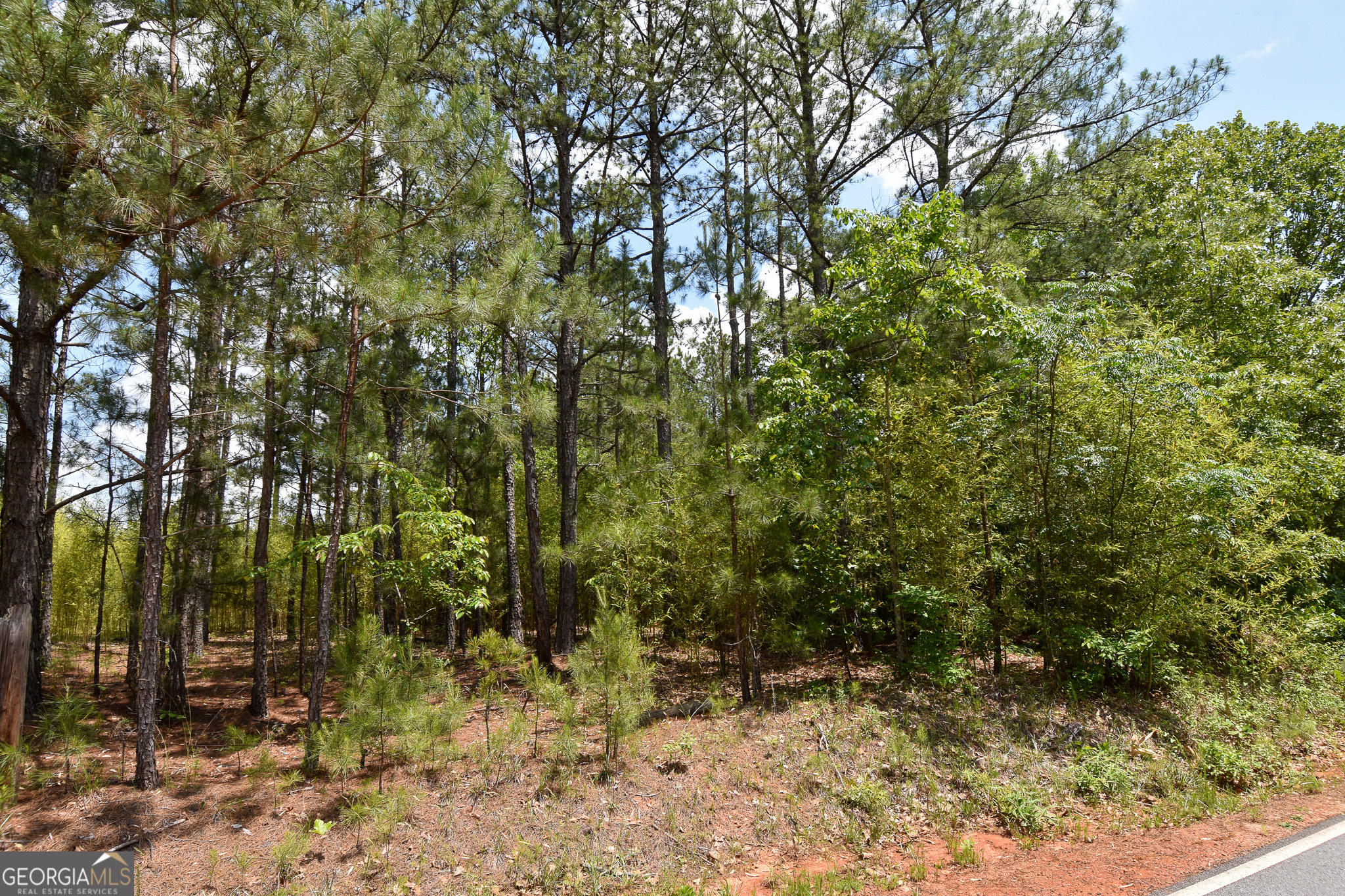 a view of a forest filled with trees