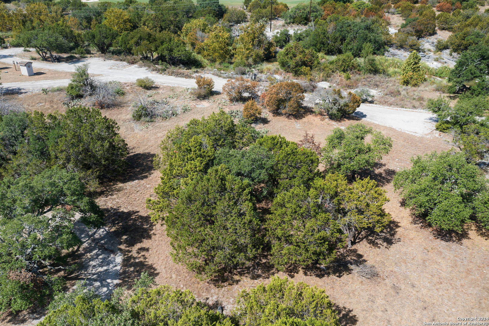 a view of a yard with plants and large trees