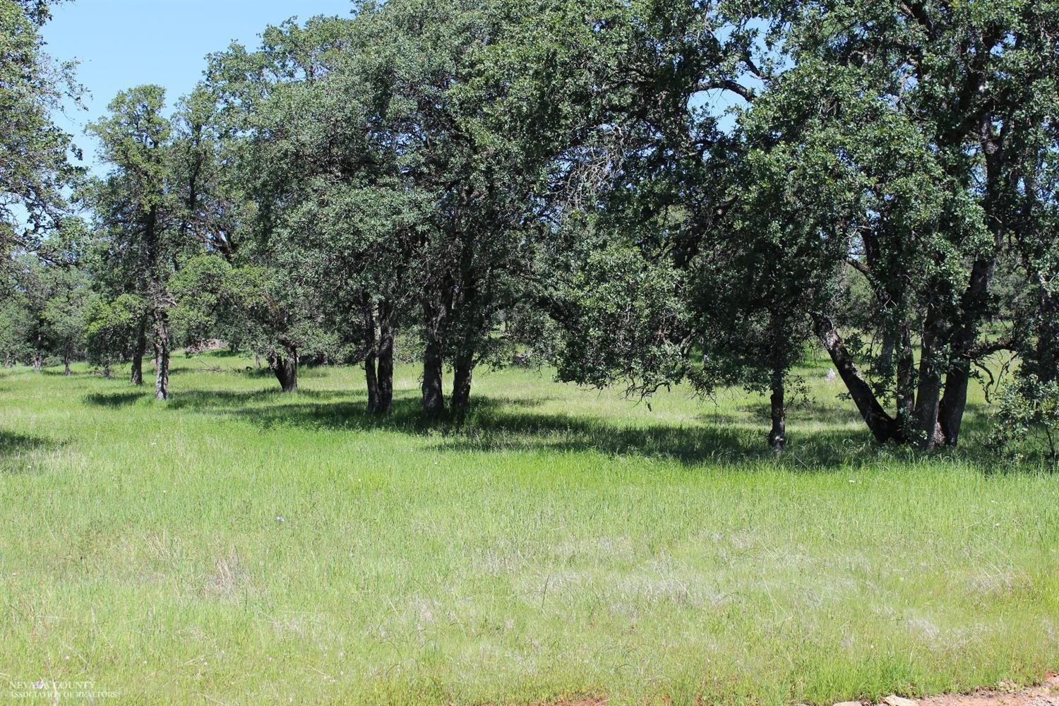 a view of park space with large trees