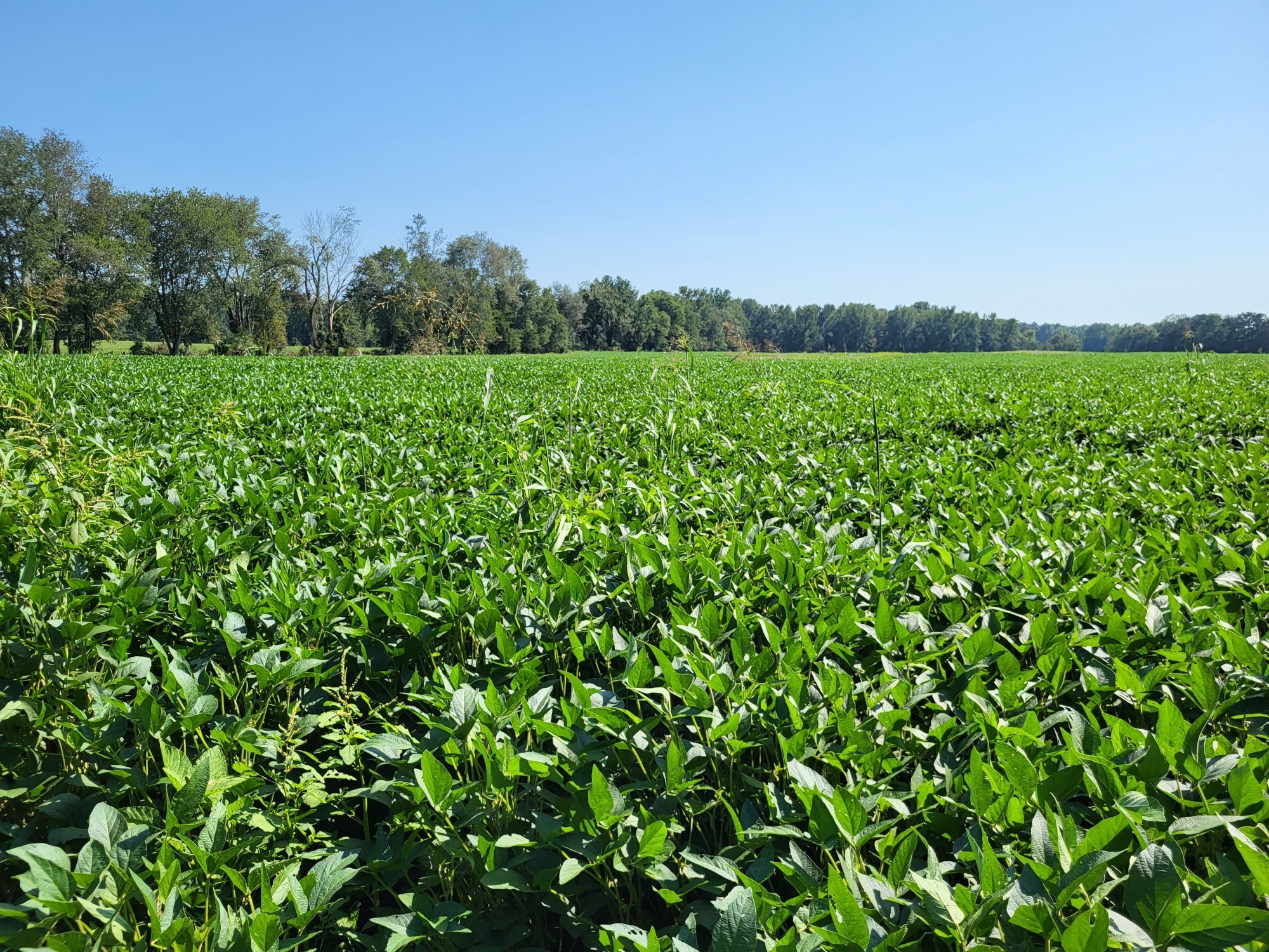 a view of a field with a tree in the background