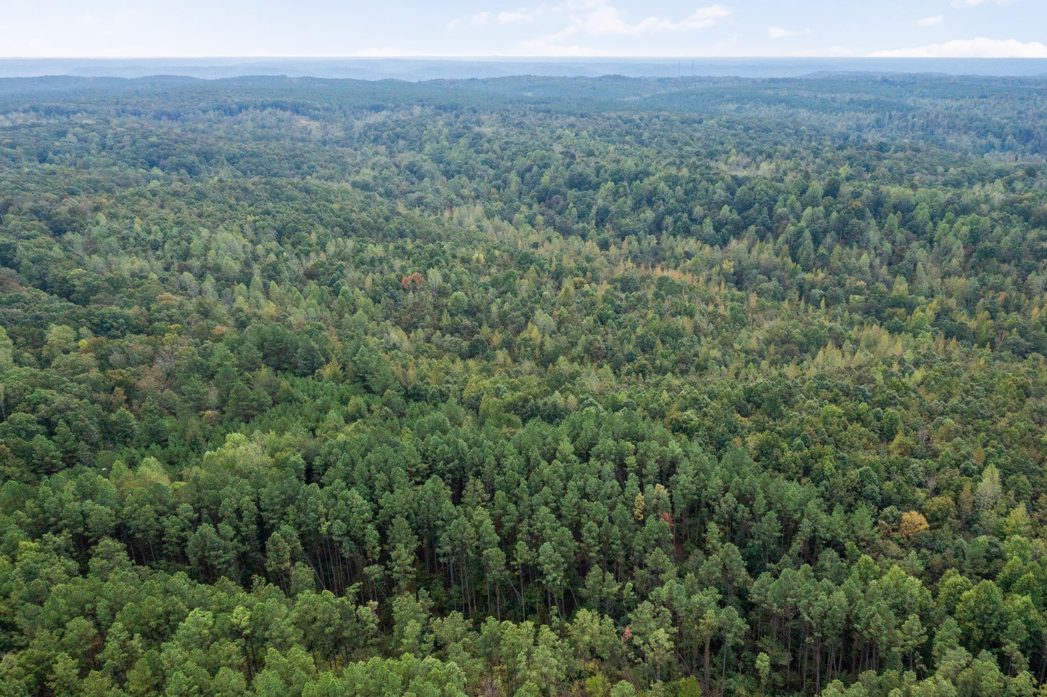 a view of a lush green forest with trees and some houses