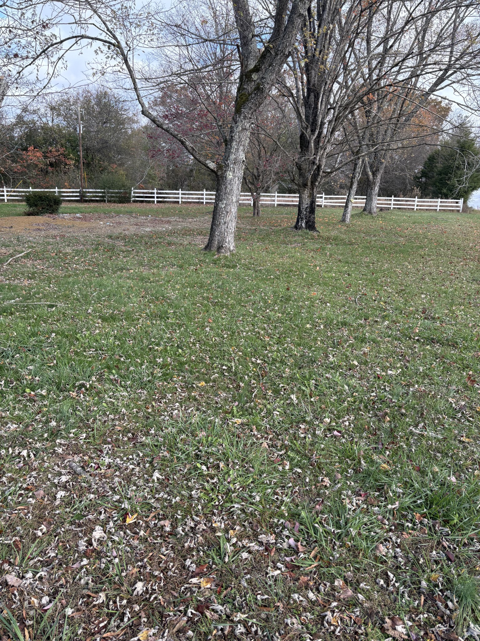 a view of a yard with a tree