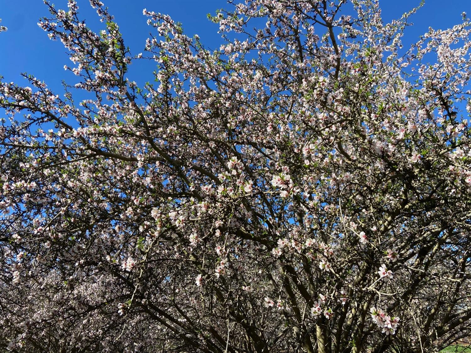 a view of a tree