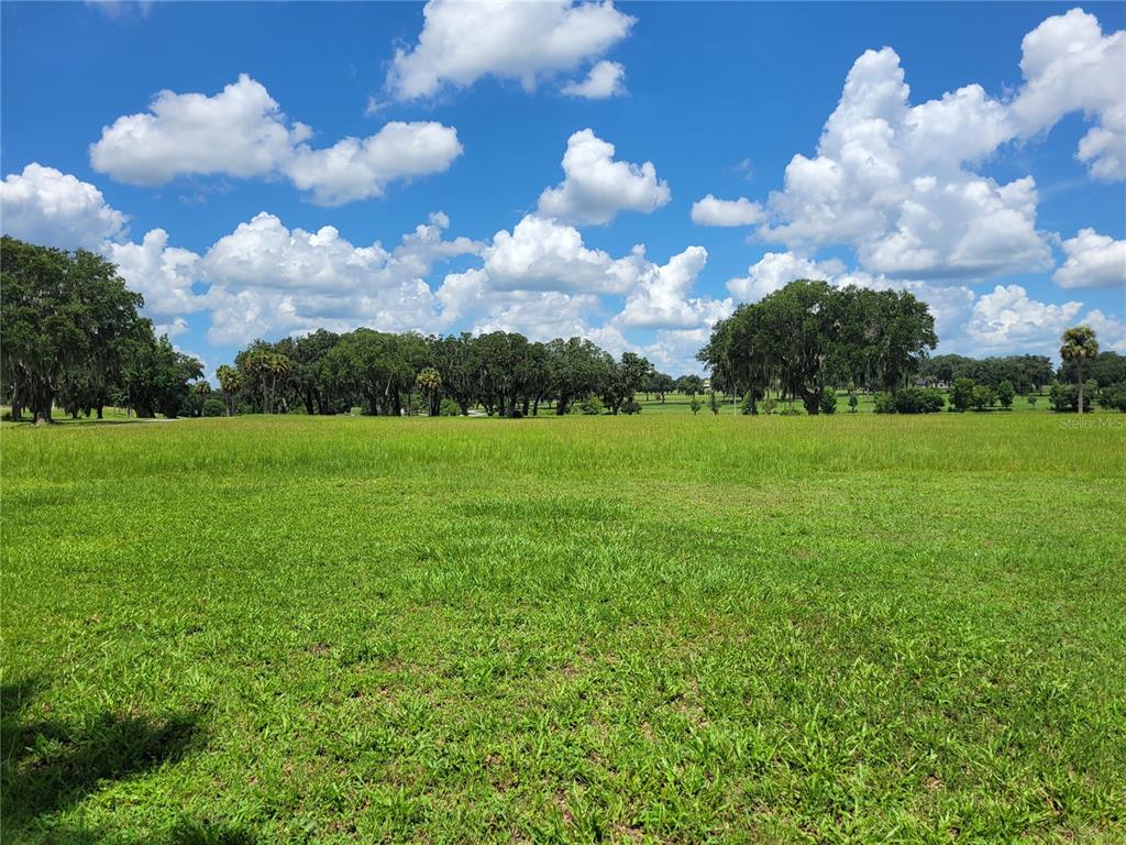 a view of a big yard with plants and large trees