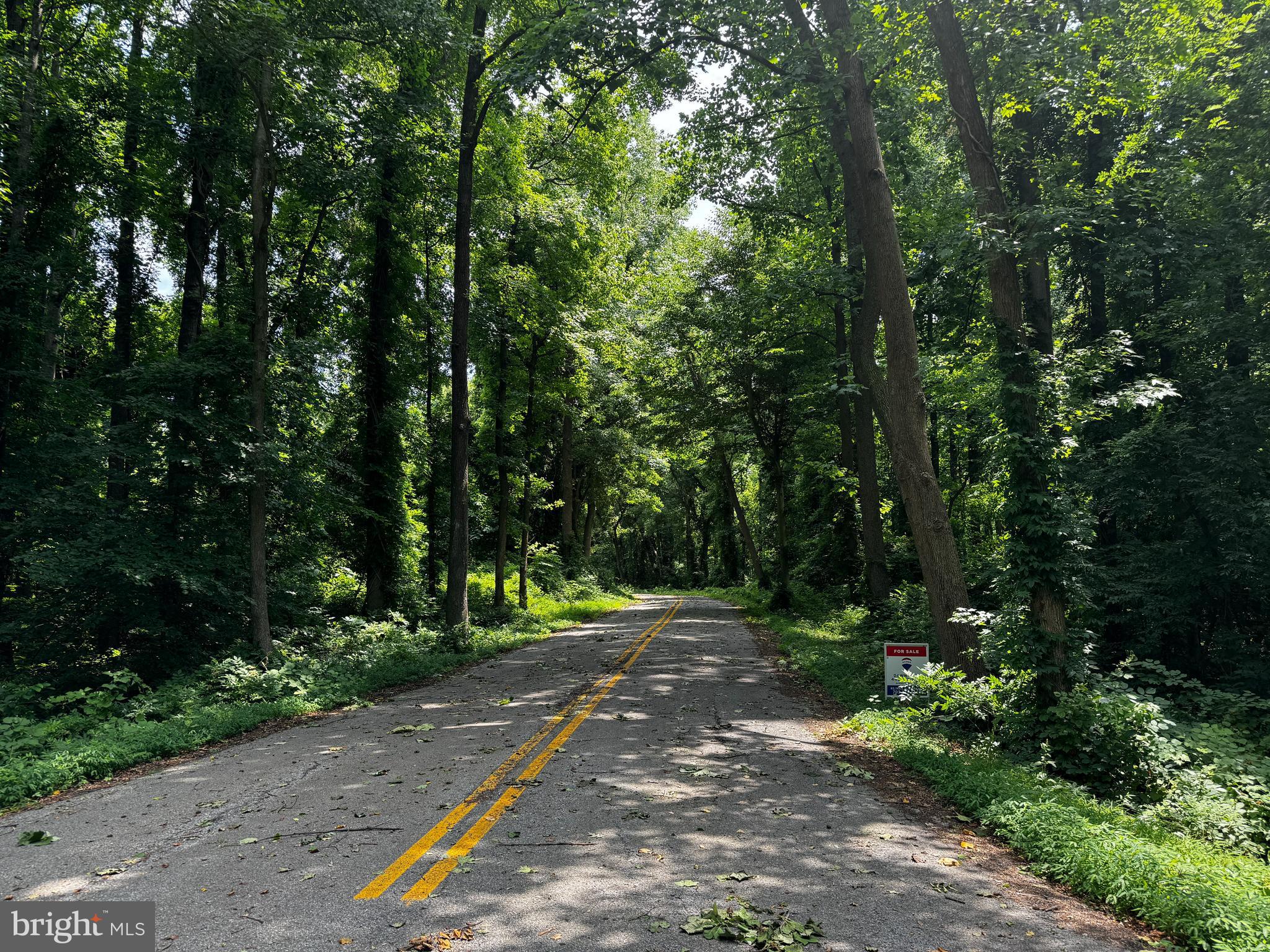 a view of a street with a tree