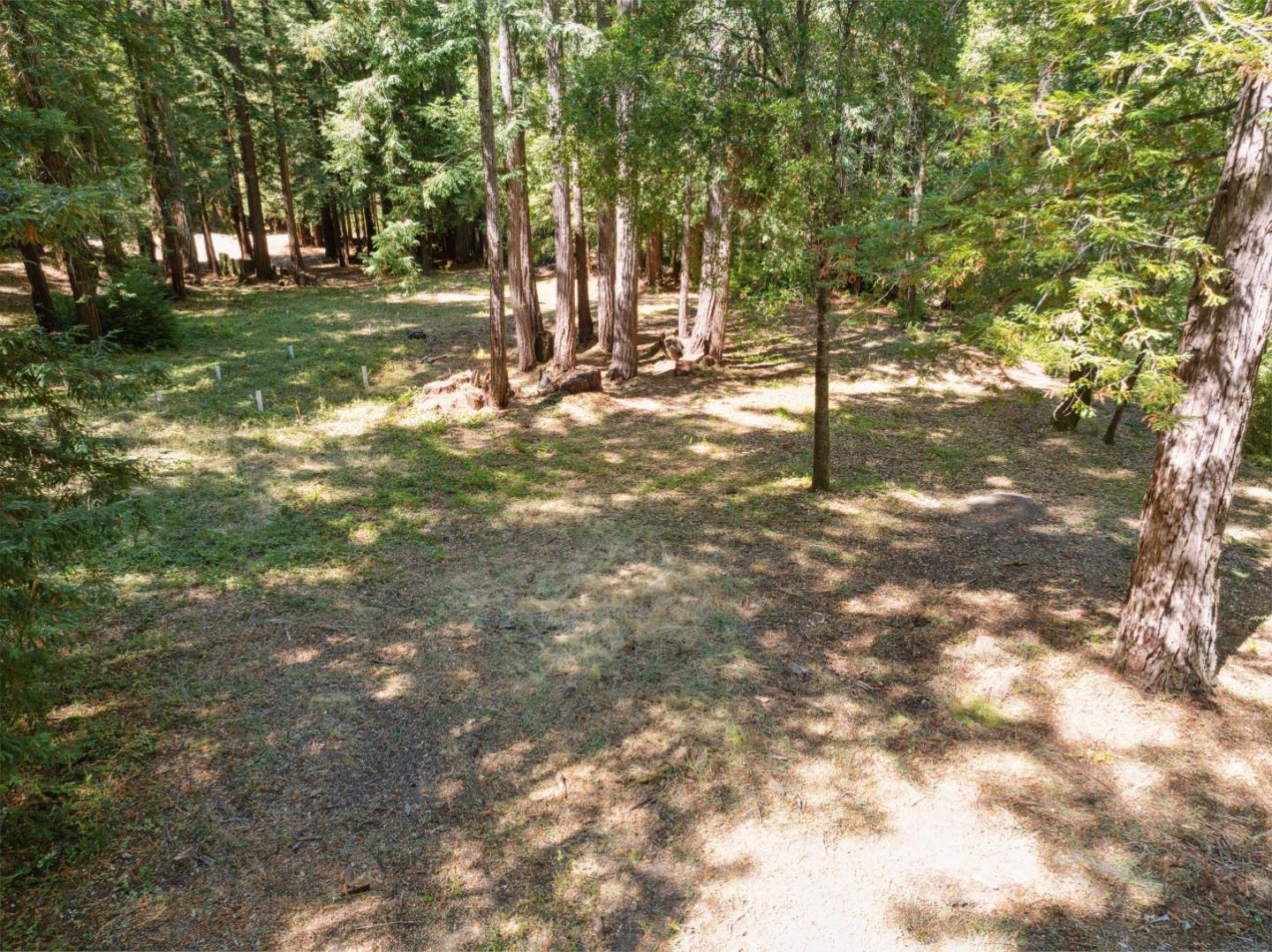 a view of a tree in the middle of a yard