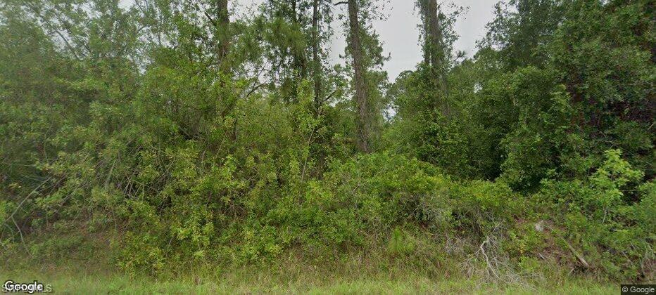 a view of a lush green forest