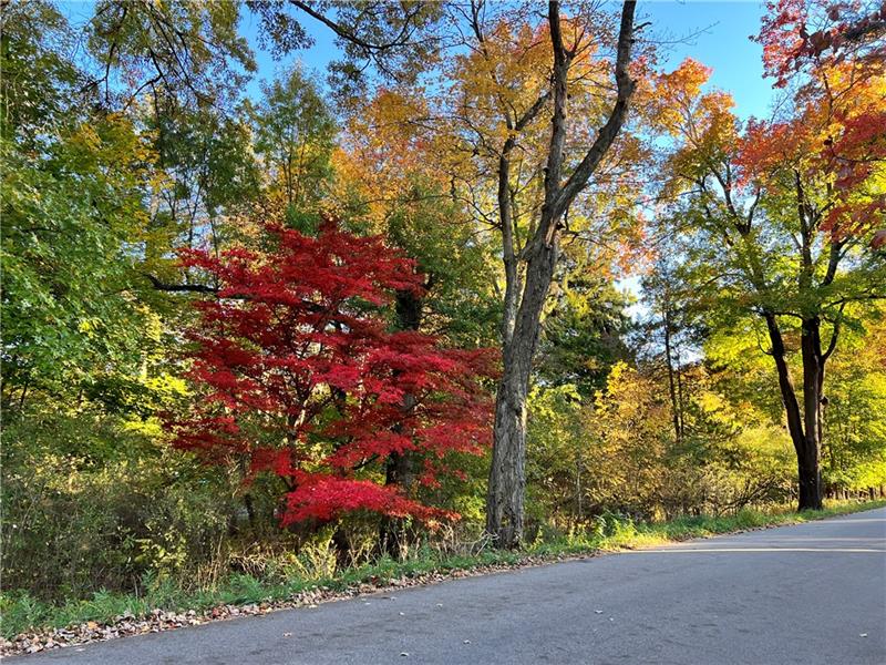 a picture of trees